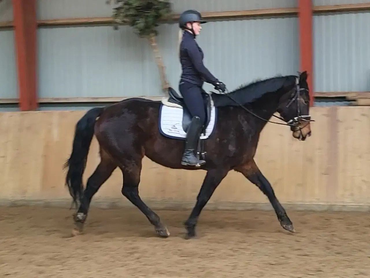 Billede 2 - Ridelig oldenborg hoppe 