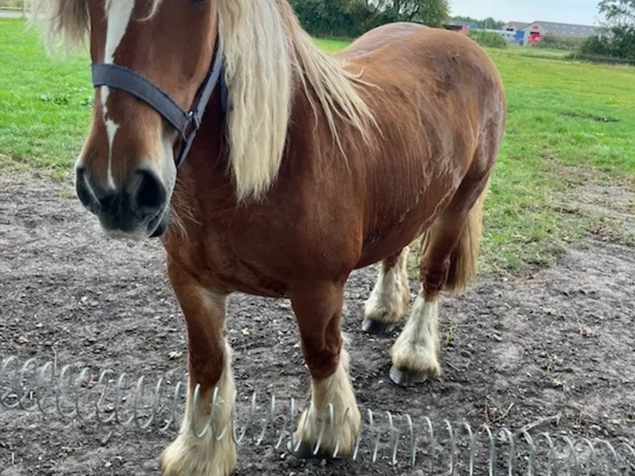 Billede 1 - jyde hoppe