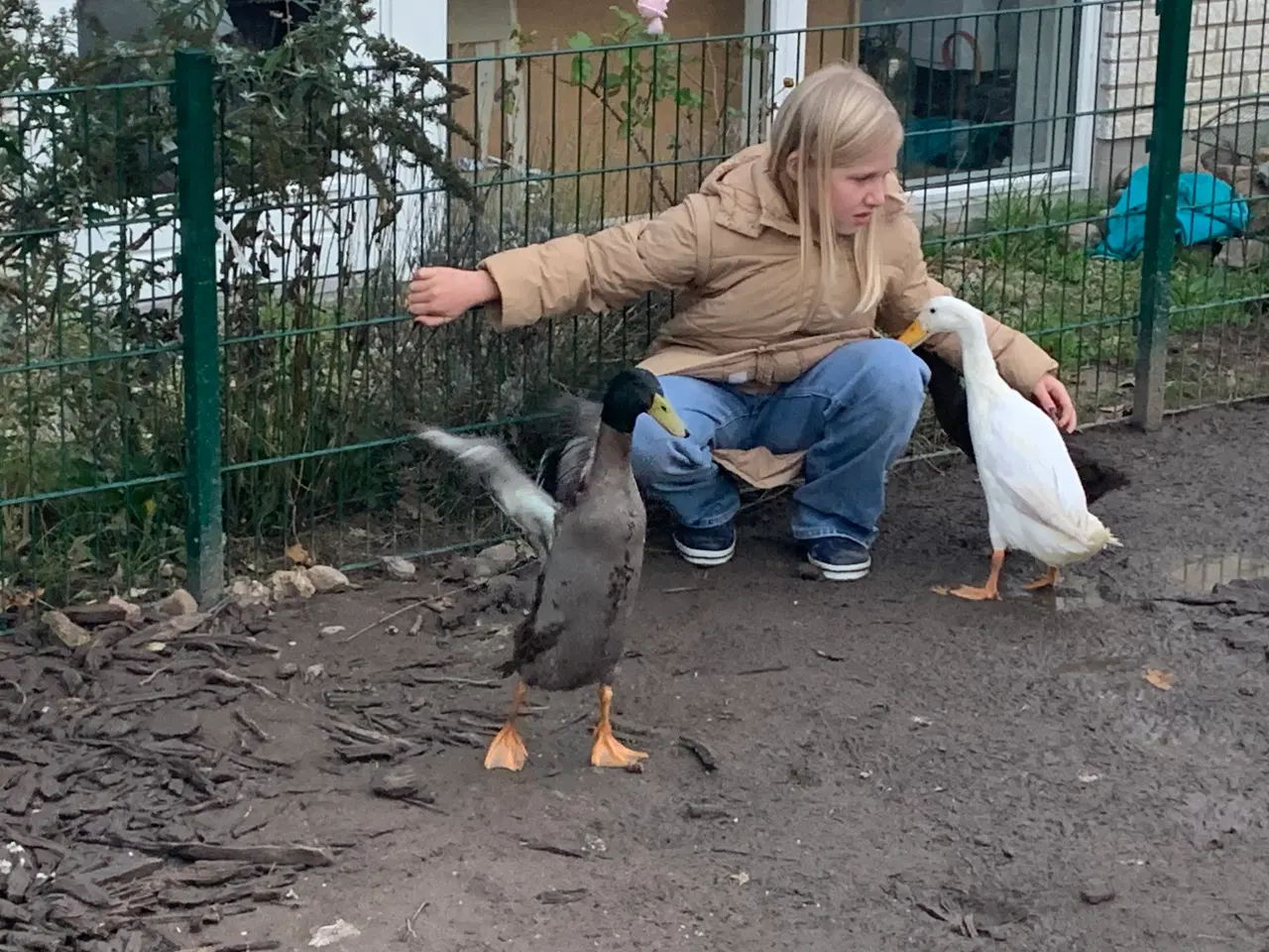 Billede 4 - Gratis! To søde han-løbeænder søger et nyt hjem