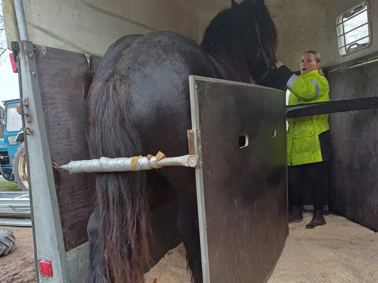 Billede 1 - Jysk hest, 2 års hingst