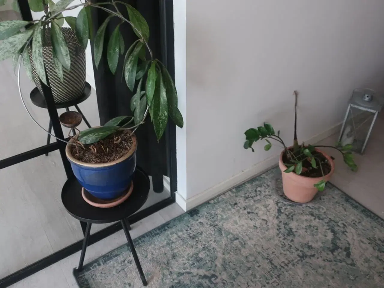 Billede 2 - Diverse planter og krukker m.m.