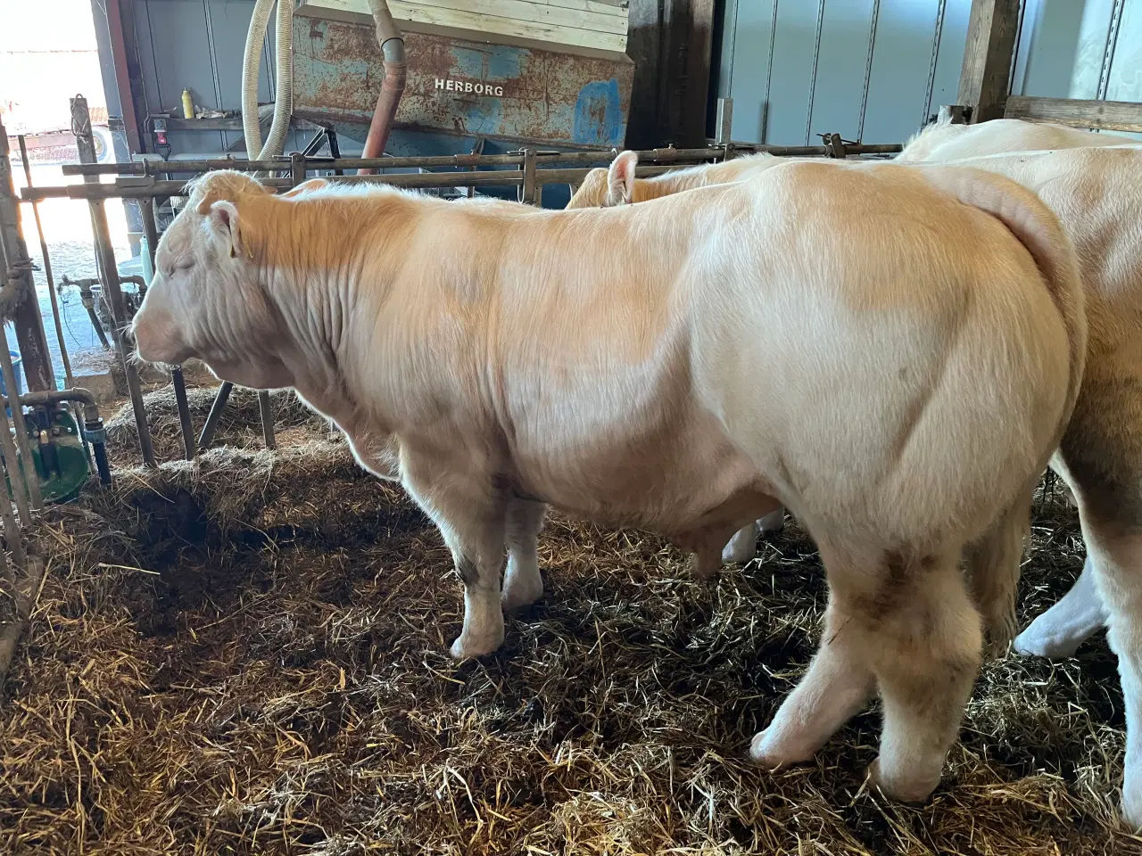 Billede 4 - Charolais avlstyr