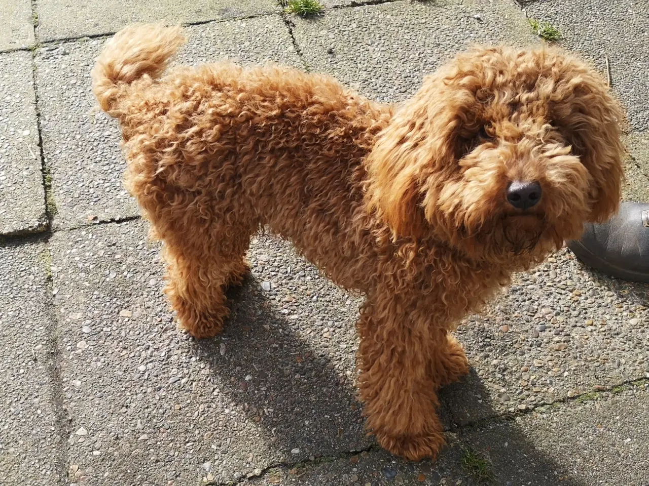 Billede 5 - Cavapoo F1b