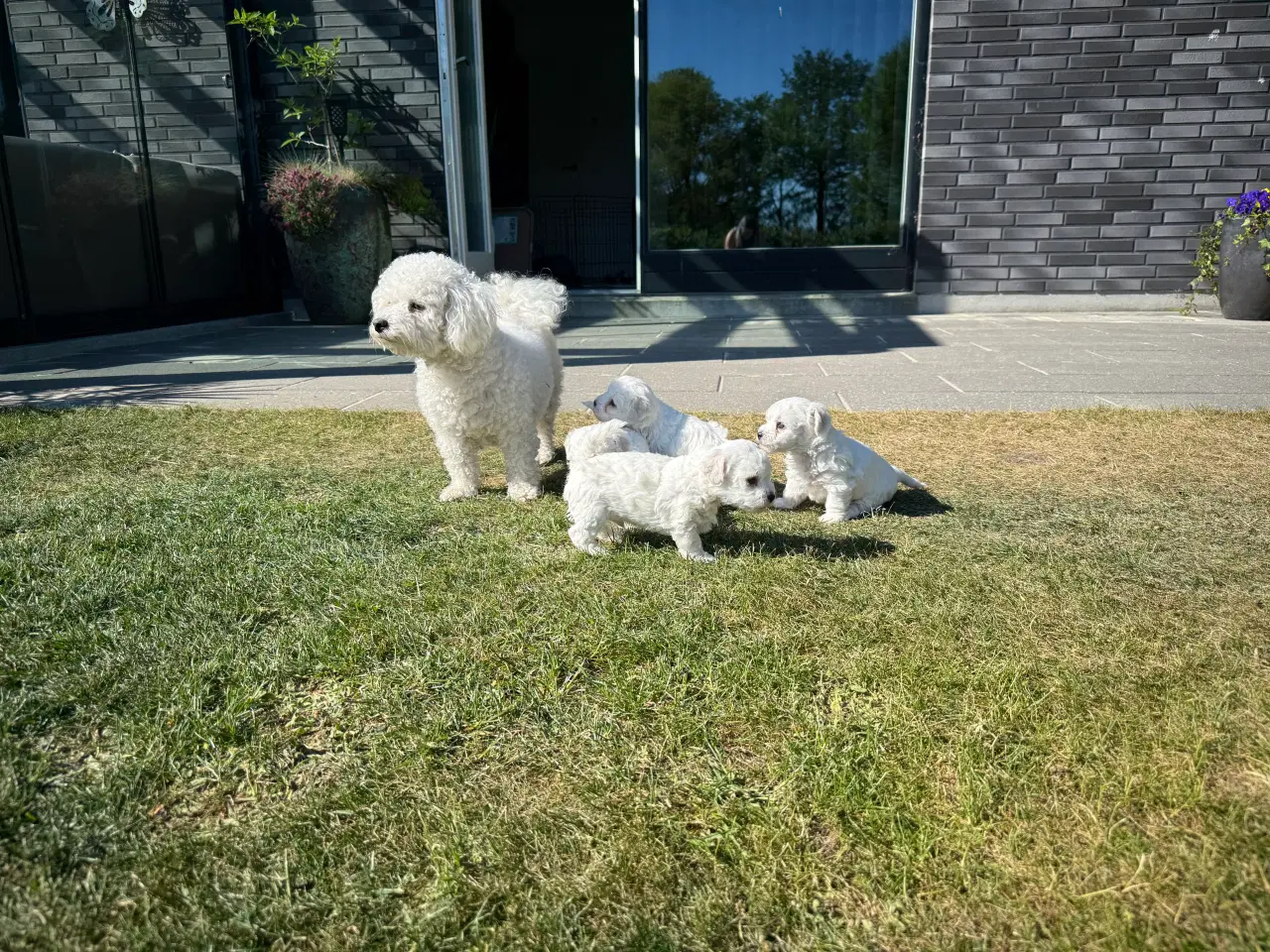 Billede 2 - Bichon Frisé hvalpe