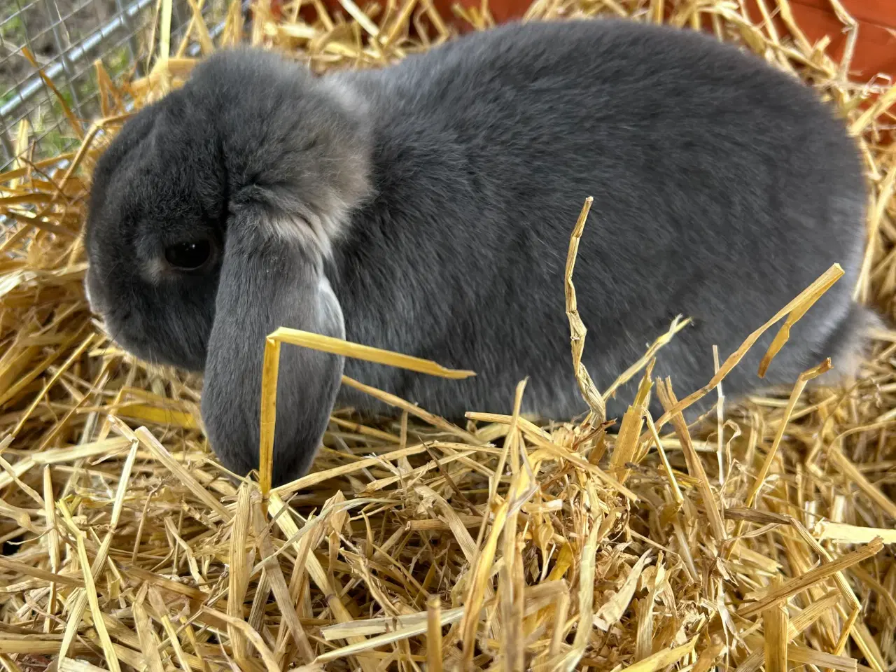 Billede 2 - Mini Lop