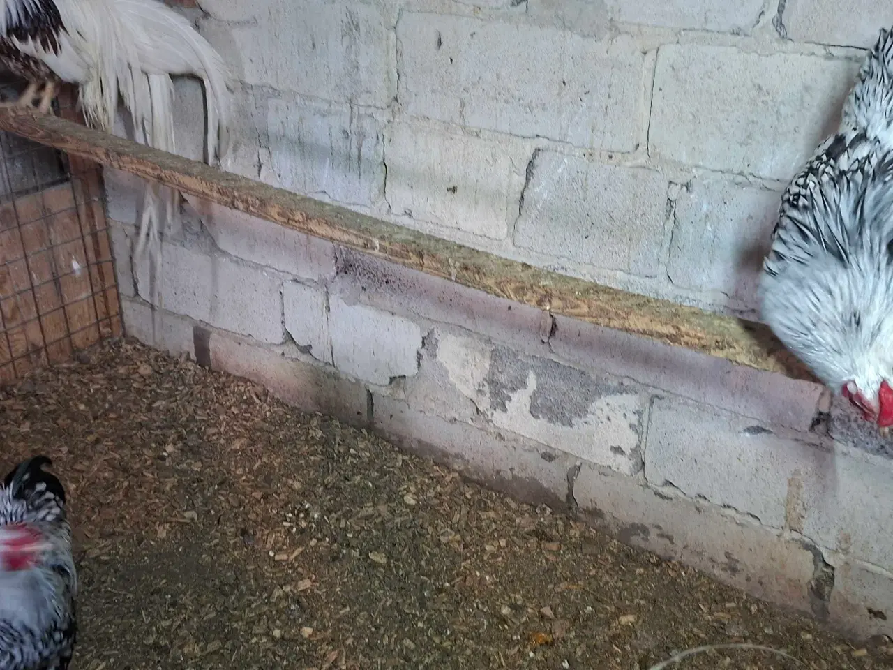 Billede 2 - Dværghane