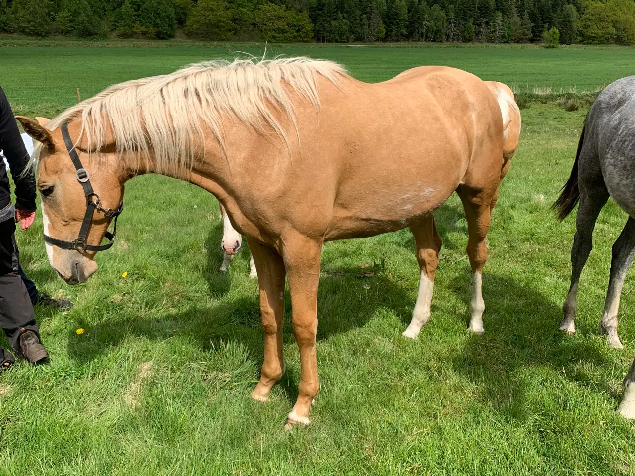 Billede 1 - Palomino hoppe