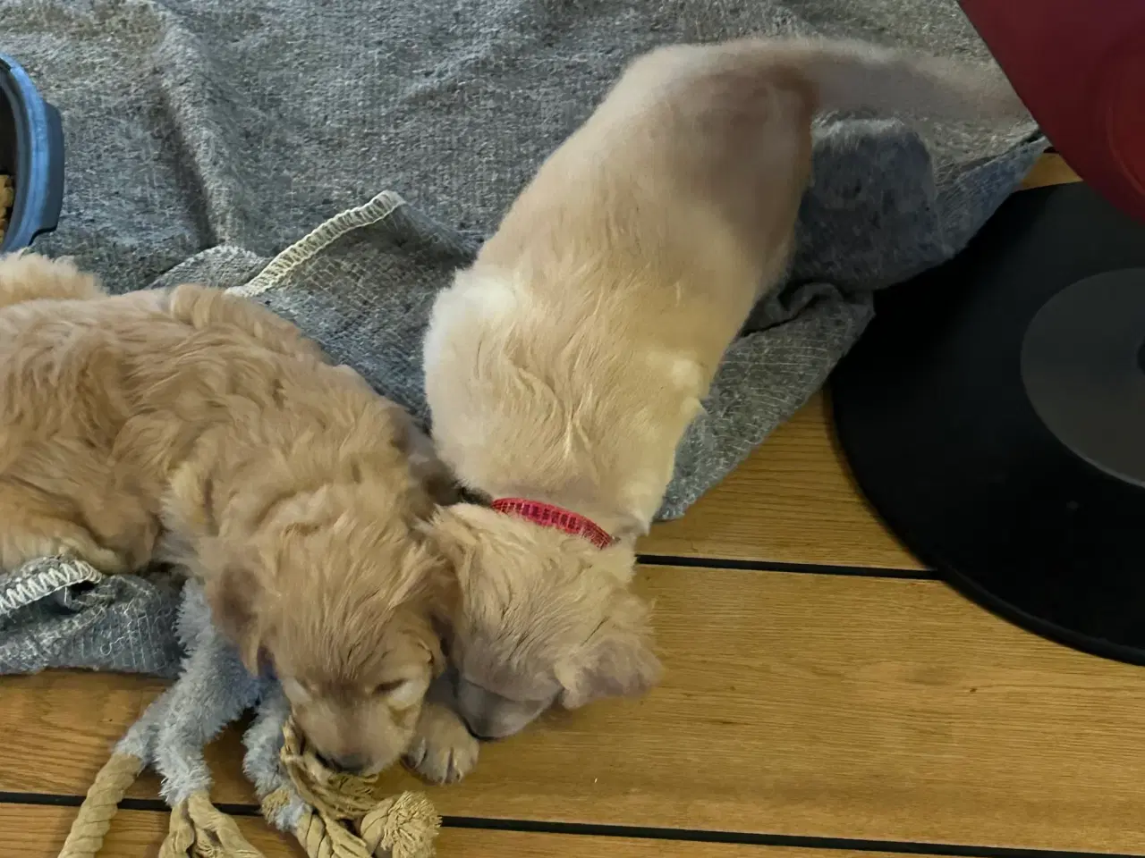 Billede 12 - Goldendoodle