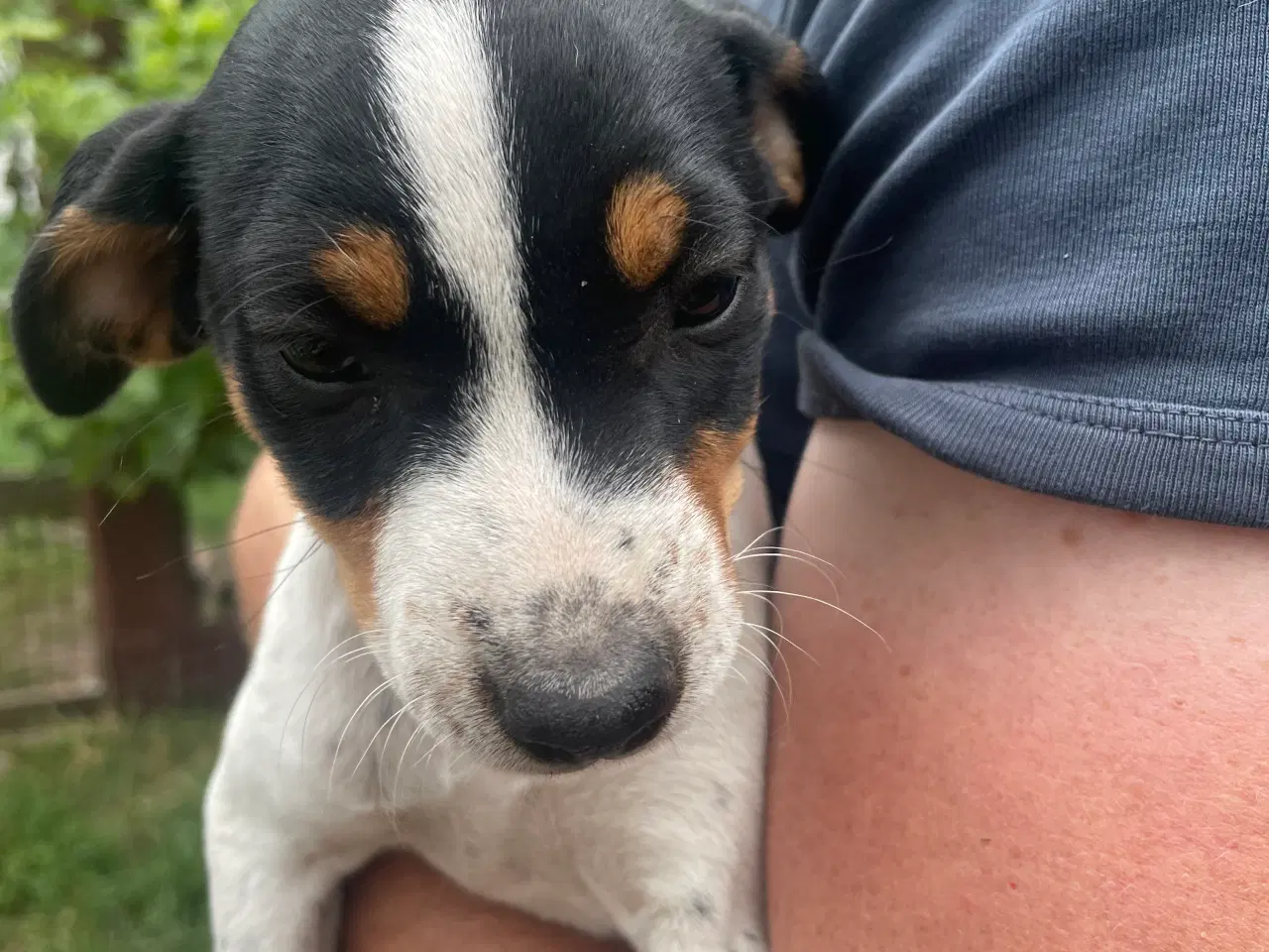Billede 5 - Dansk svensk gårdhund hvalpe