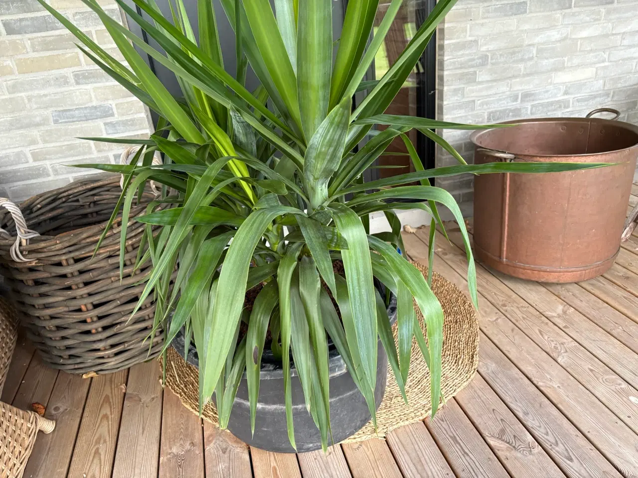 Billede 3 - Yoga palme