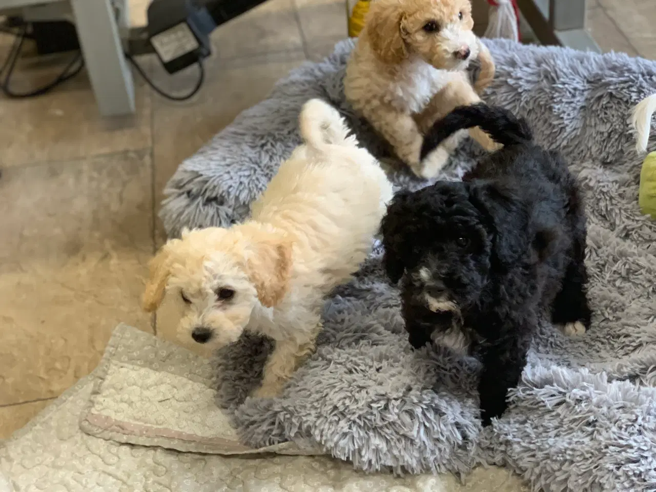 Billede 11 - Maltipoo babyer er rejse klar nu 