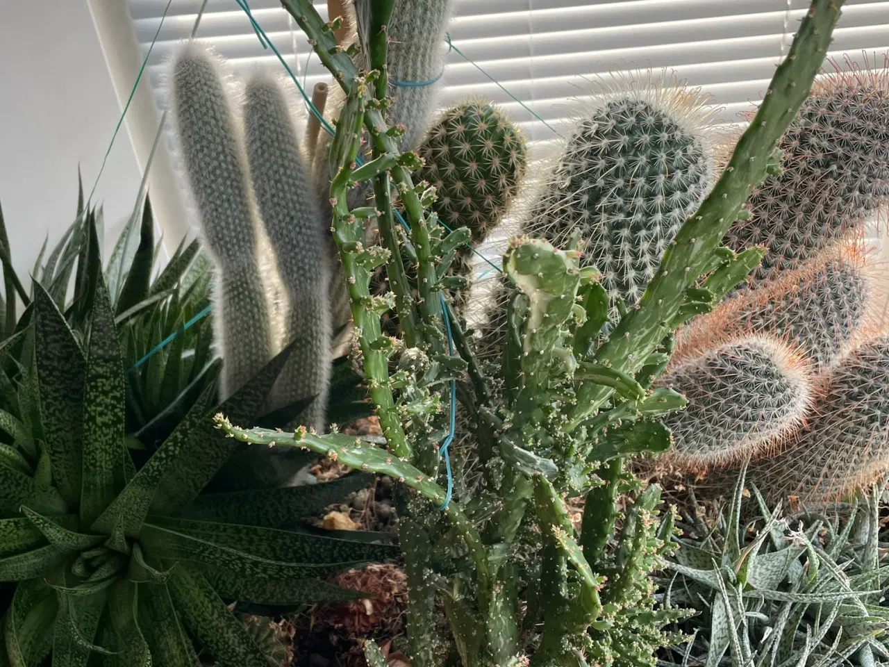 Billede 2 - kaktus
