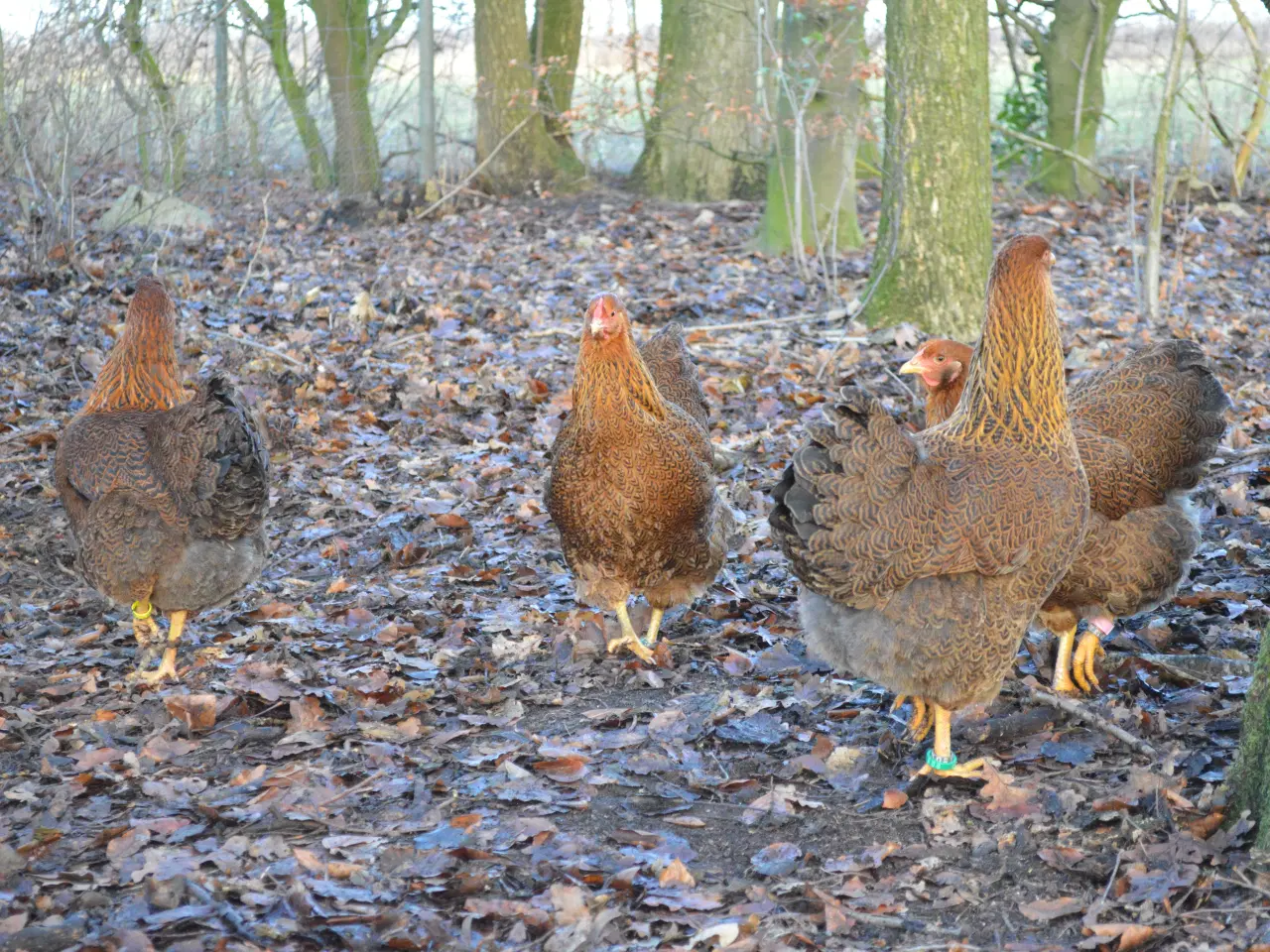 Billede 8 - høns avlstamm store Wyandotter guld-sortbåndet