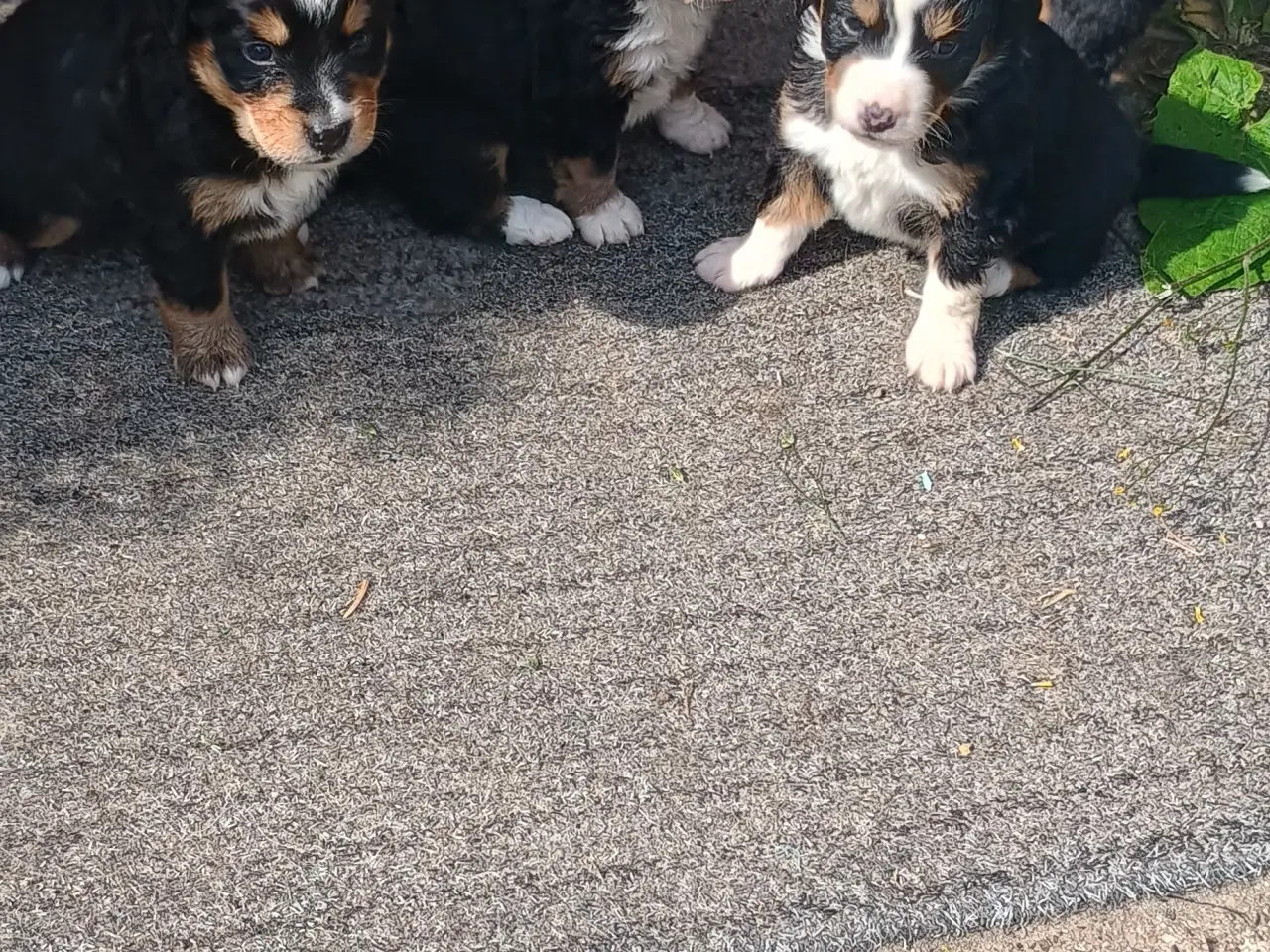 Billede 17 - "Mini Berner Sennen"
