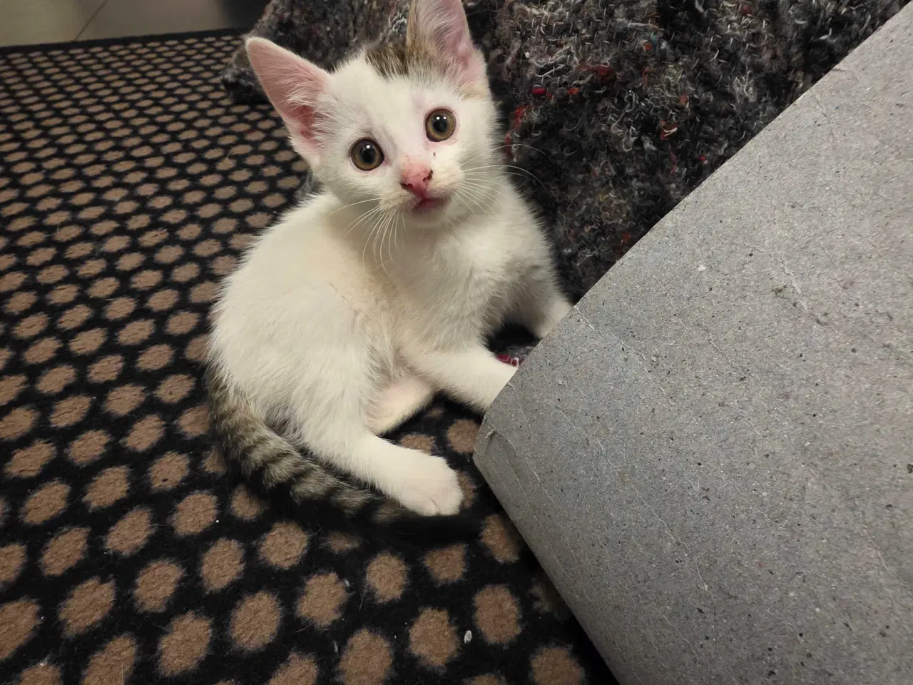 Billede 5 - Fræk og legesyg kattekilling