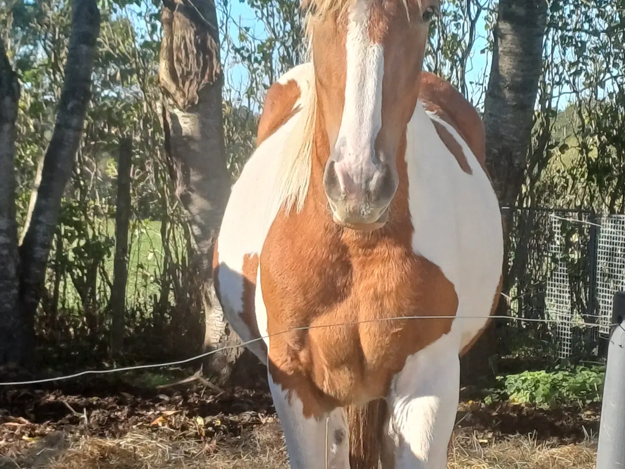 Billede 5 - Hoppeplag bliver 2 i marts