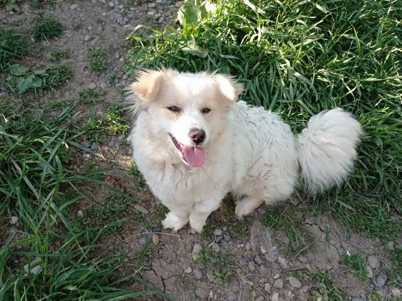 Billede 7 - Zuzu - ca 1 år og 7 kg 