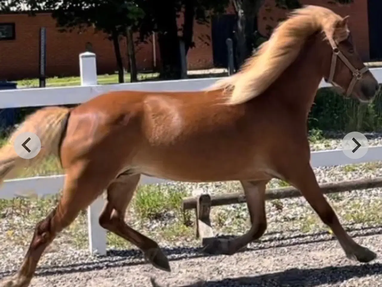 Billede 5 - Sød og lækker 3 års hoppe