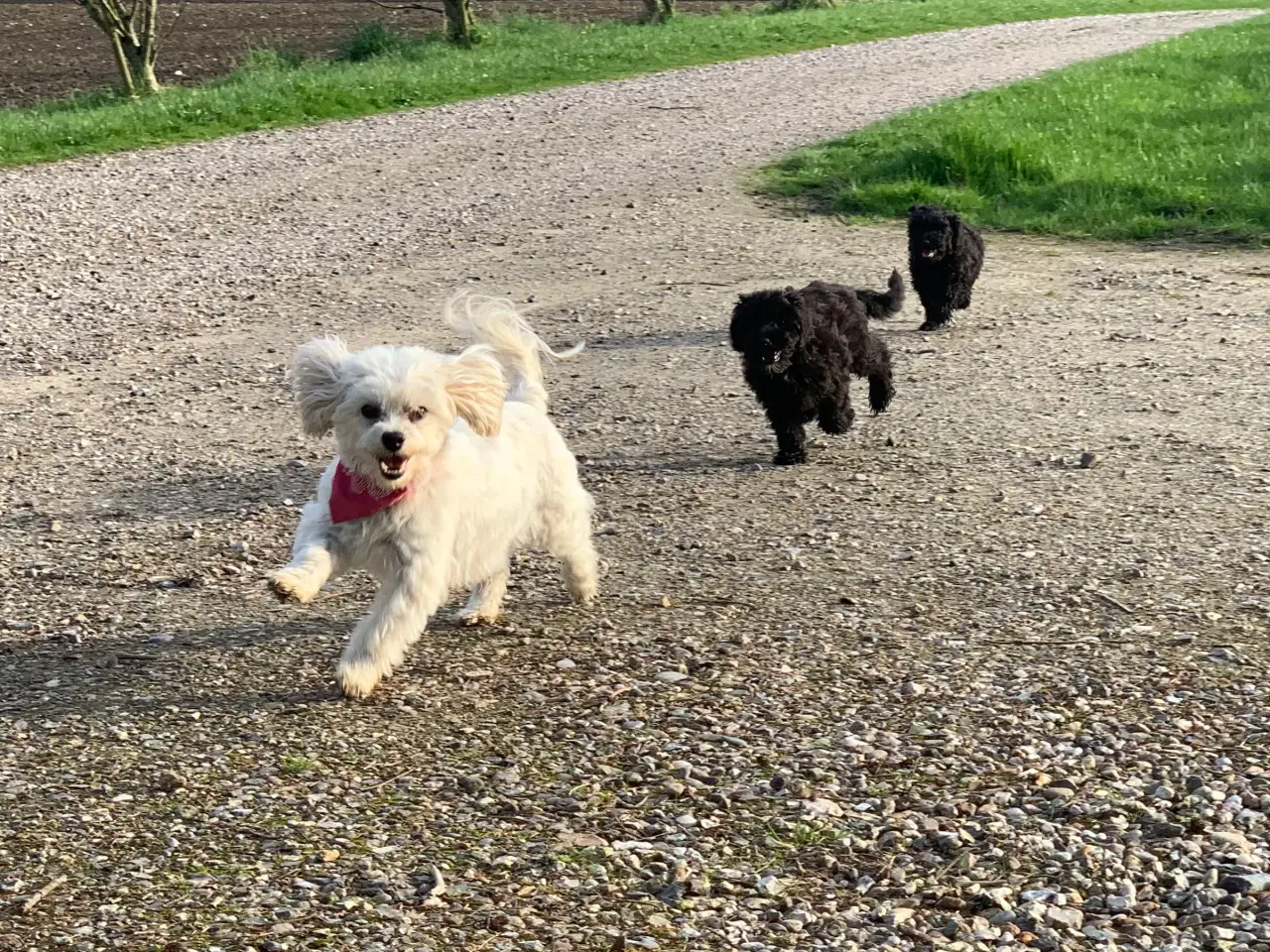 Billede 6 - Mini Maltipoo babyer 