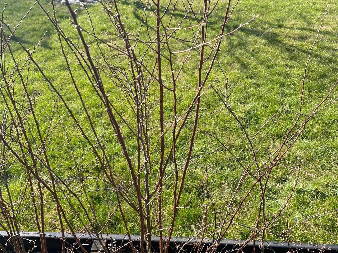 Billede 1 - 12 x Spirea hæk planter