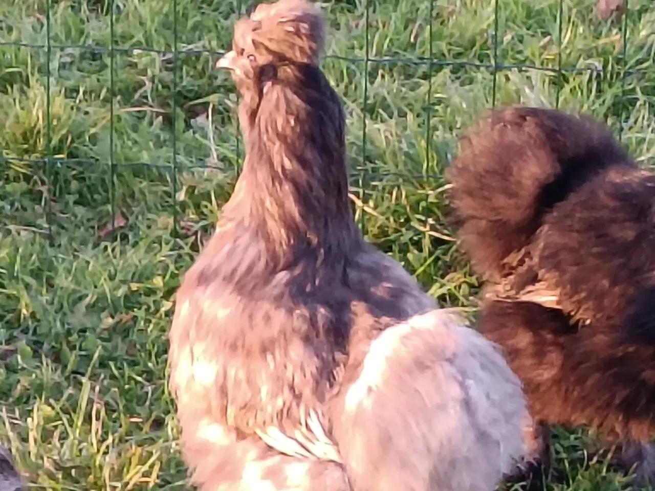 Billede 10 - Silke høns og Haner