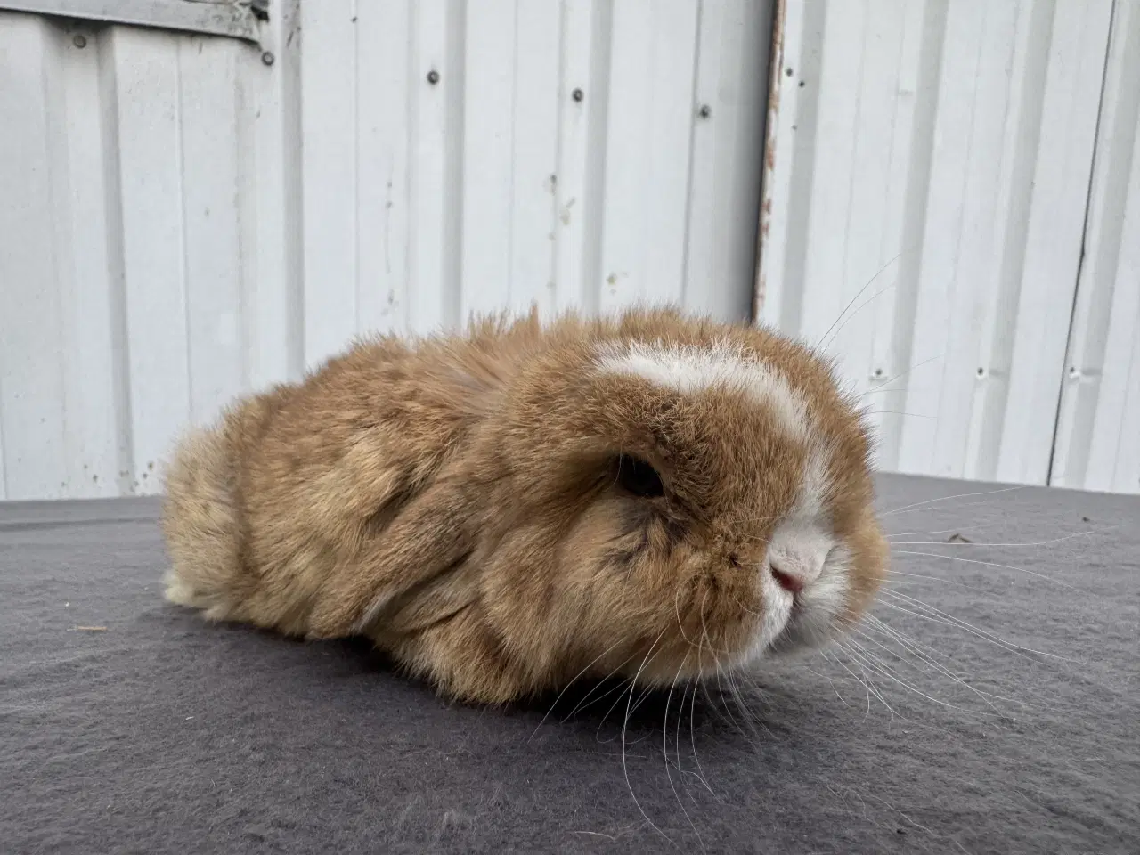 Billede 1 - Mini lop hunkanin