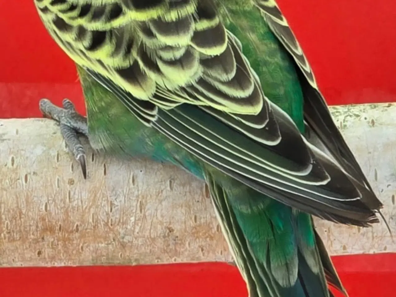 Billede 6 - Blackface,Blackface Texas undulater