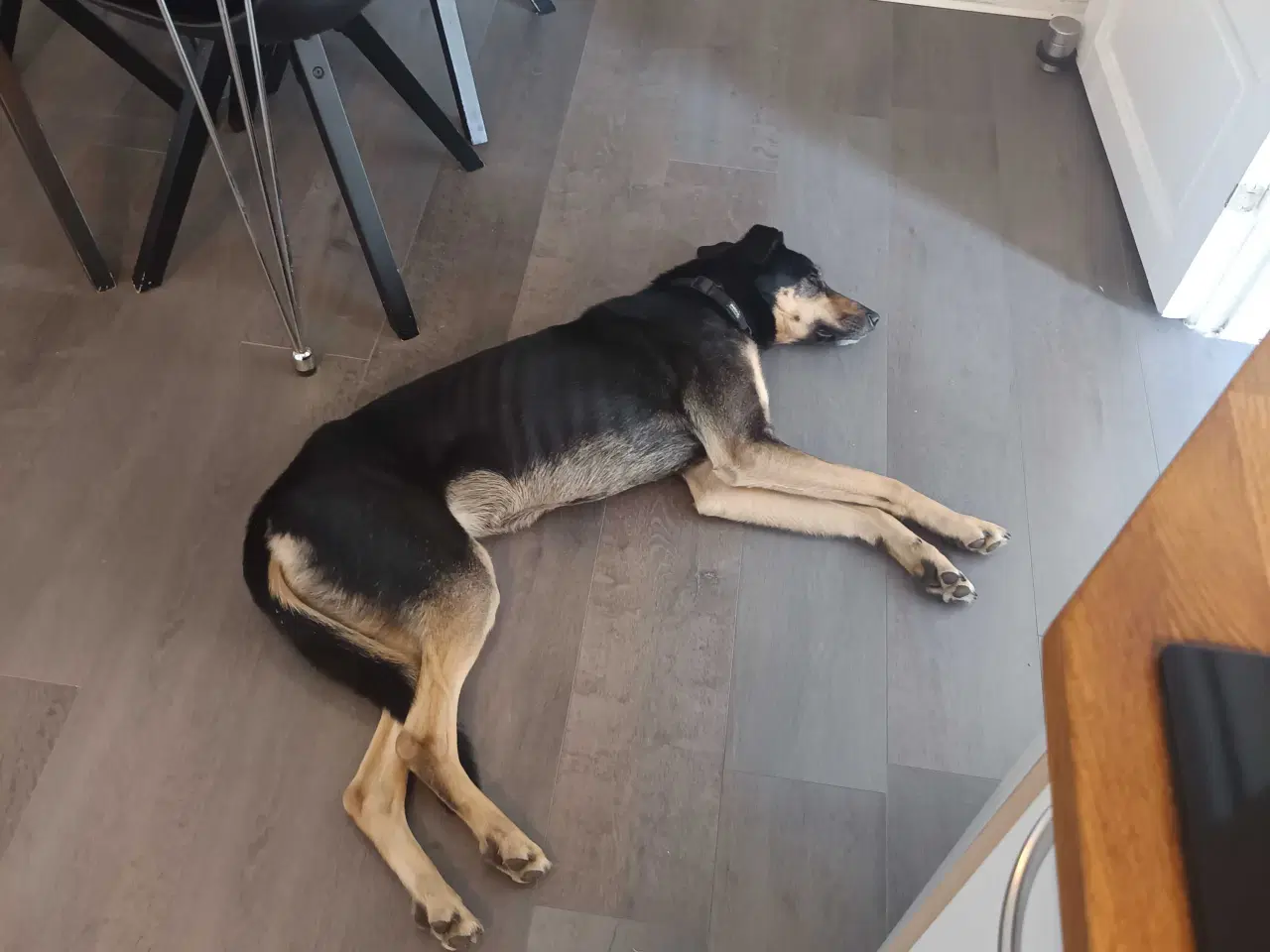 Billede 1 - Fantastisk hanhund sælges 