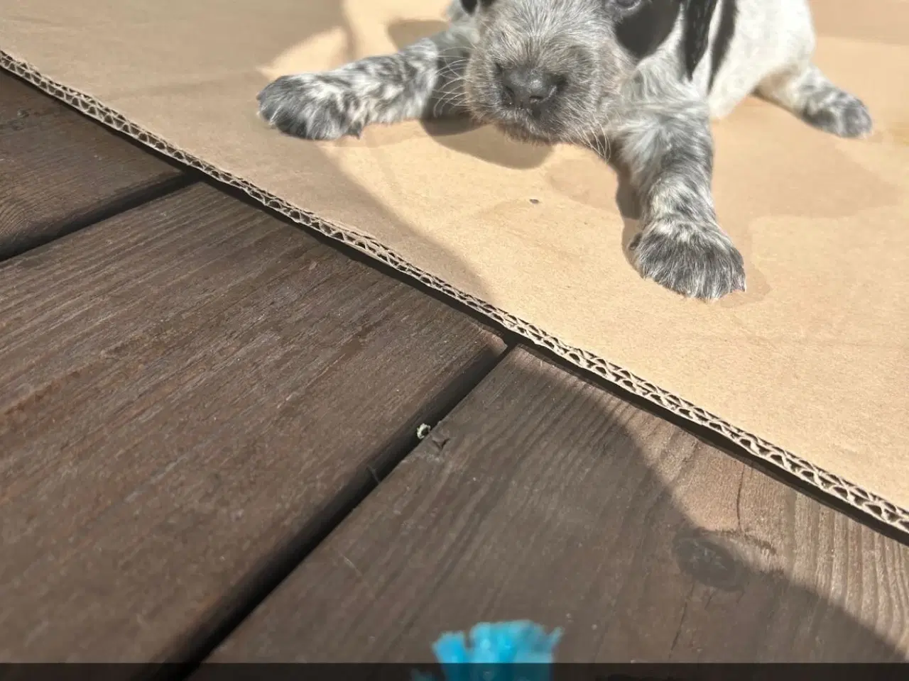 Billede 4 - Cockerspaniel hvalp til salg