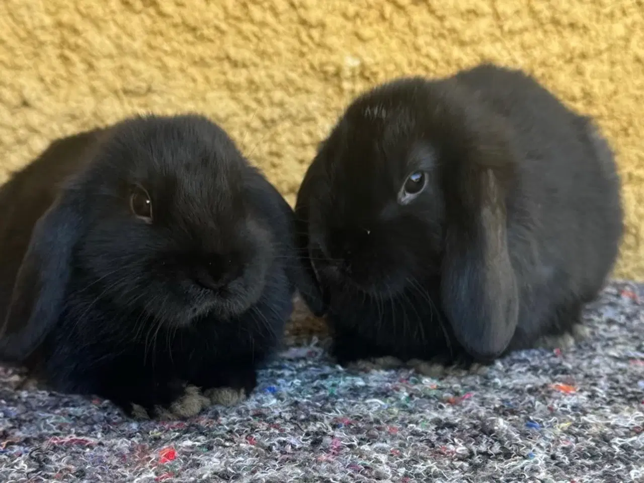 Billede 7 - Han Dværgvædder unger sælges 