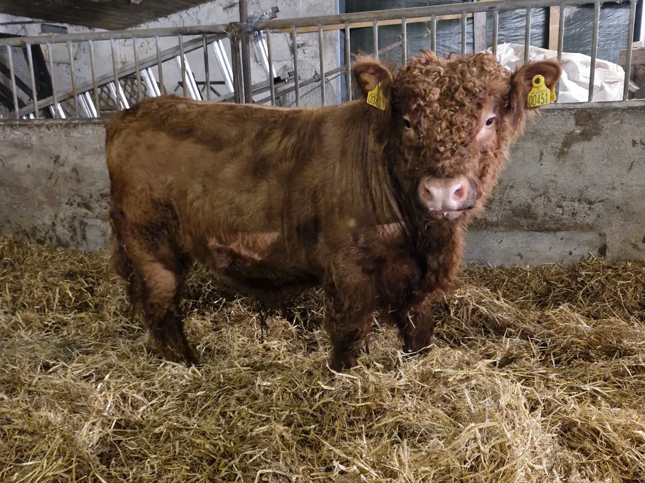 Billede 3 - Galloway tyrekalv sælges