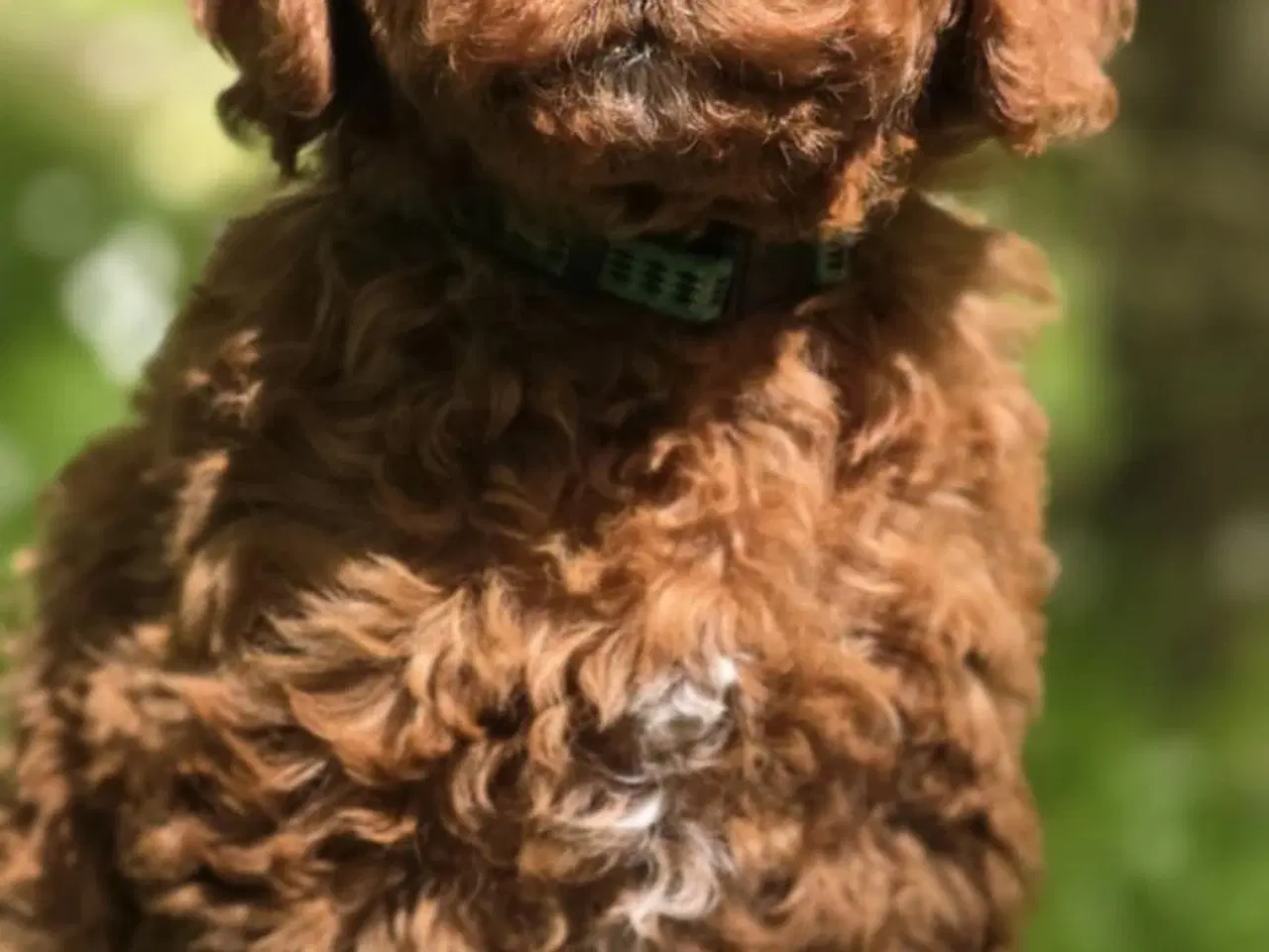 Billede 8 - Cavapoo F1B