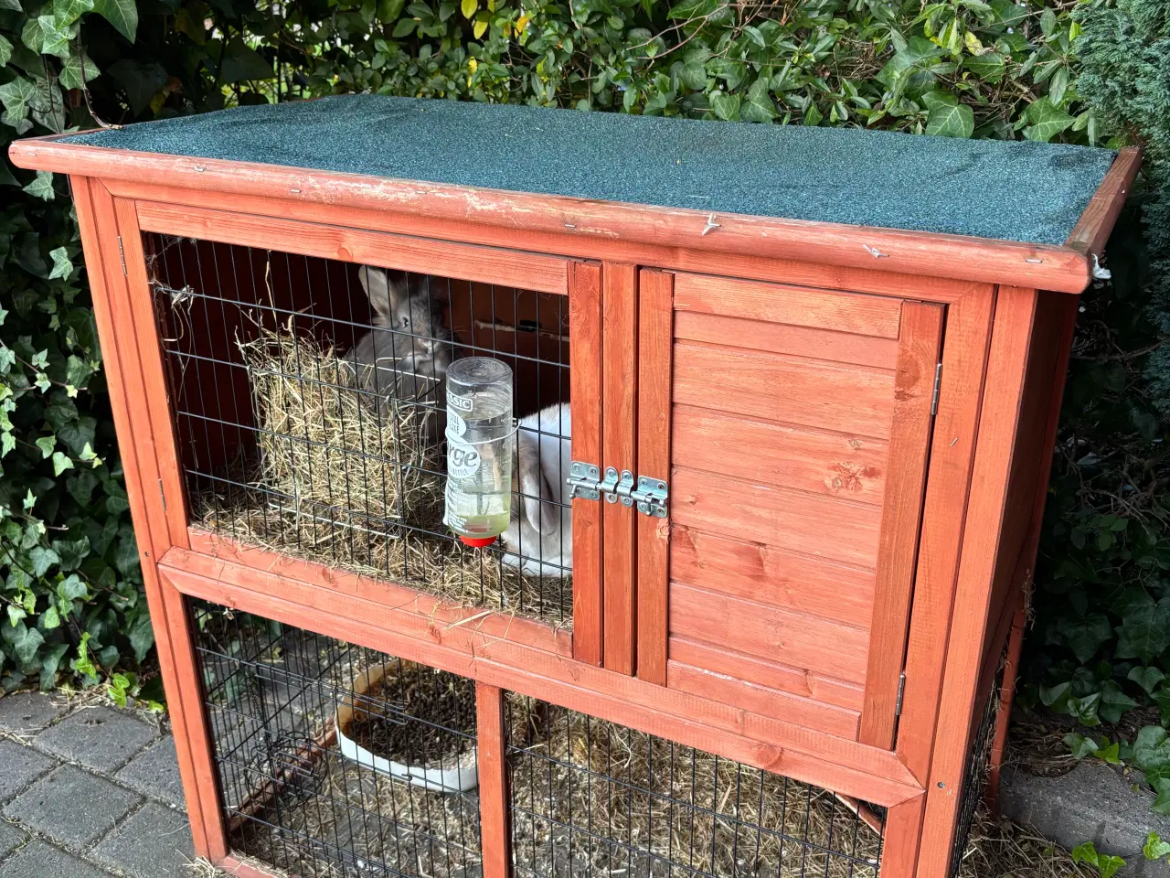 Billede 5 - 2 søde kaniner med bur