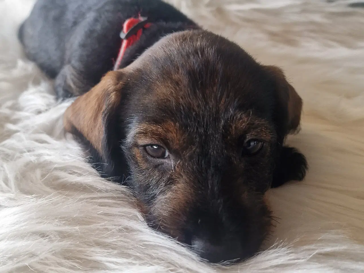 Billede 4 - Ruhårdet standard vildfarvet gravhund