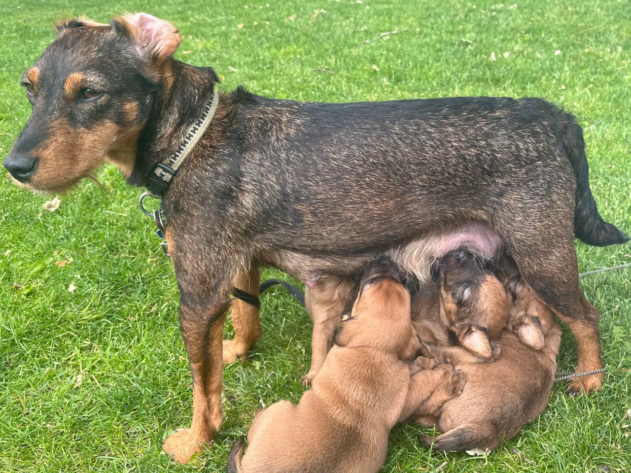 Billede 3 - Jagthunde (Terrier)