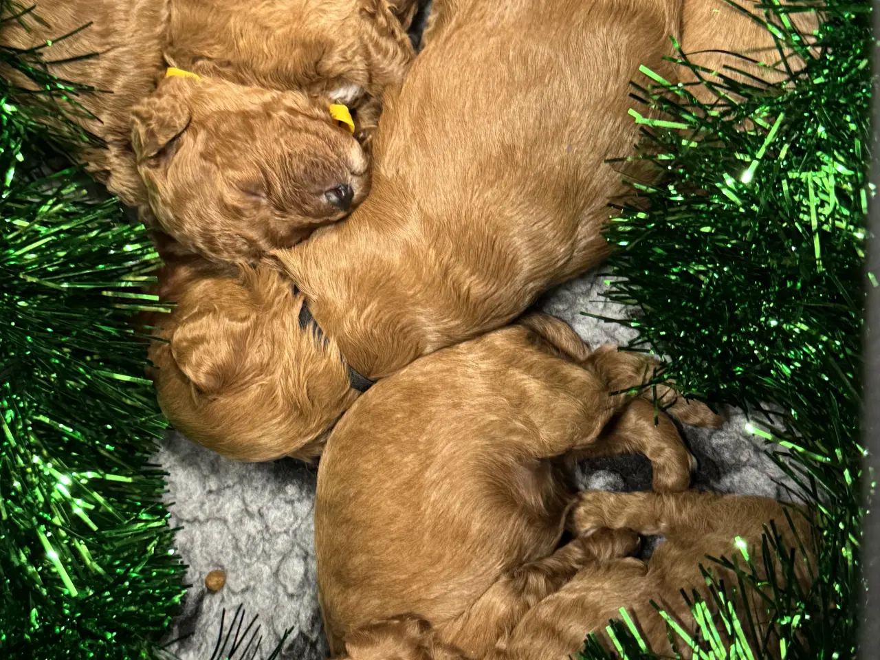 Billede 3 - Skønne Cavapoo hvalpe i det nye år 🎉