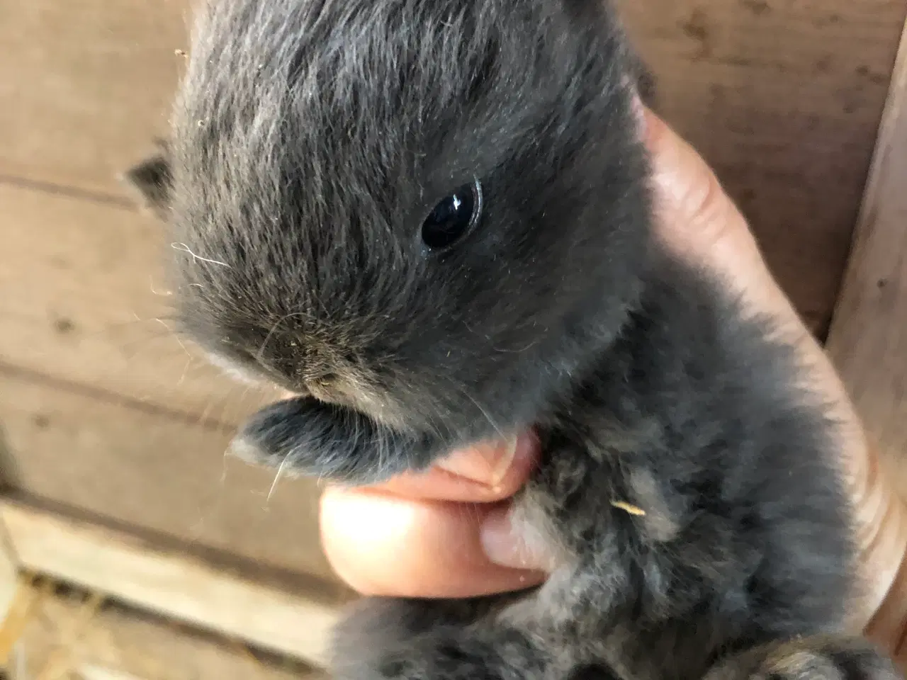 Billede 7 - Kaninunger hermelin og mini lop