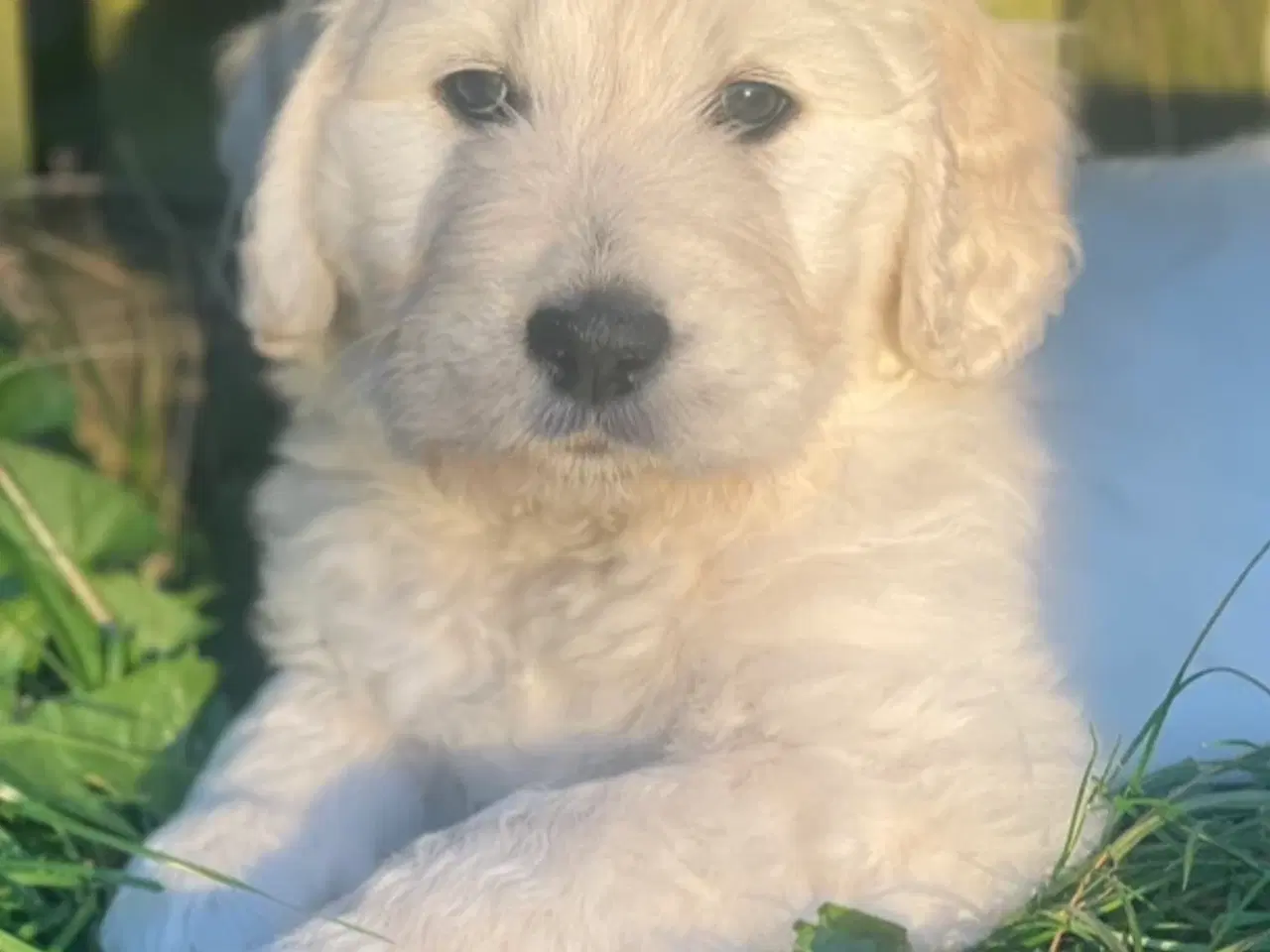 Billede 14 - Doodle - Goldendoodle-hvalpe