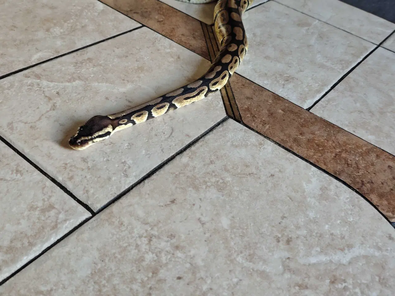 Billede 2 - Slange sælges