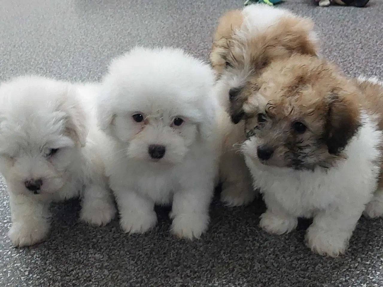 Billede 4 - Coton de tulaer