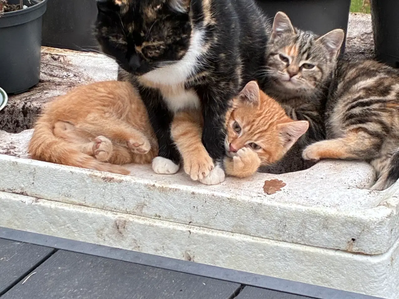 Billede 4 - Kattekillingen skildpadde farvet hunkat 