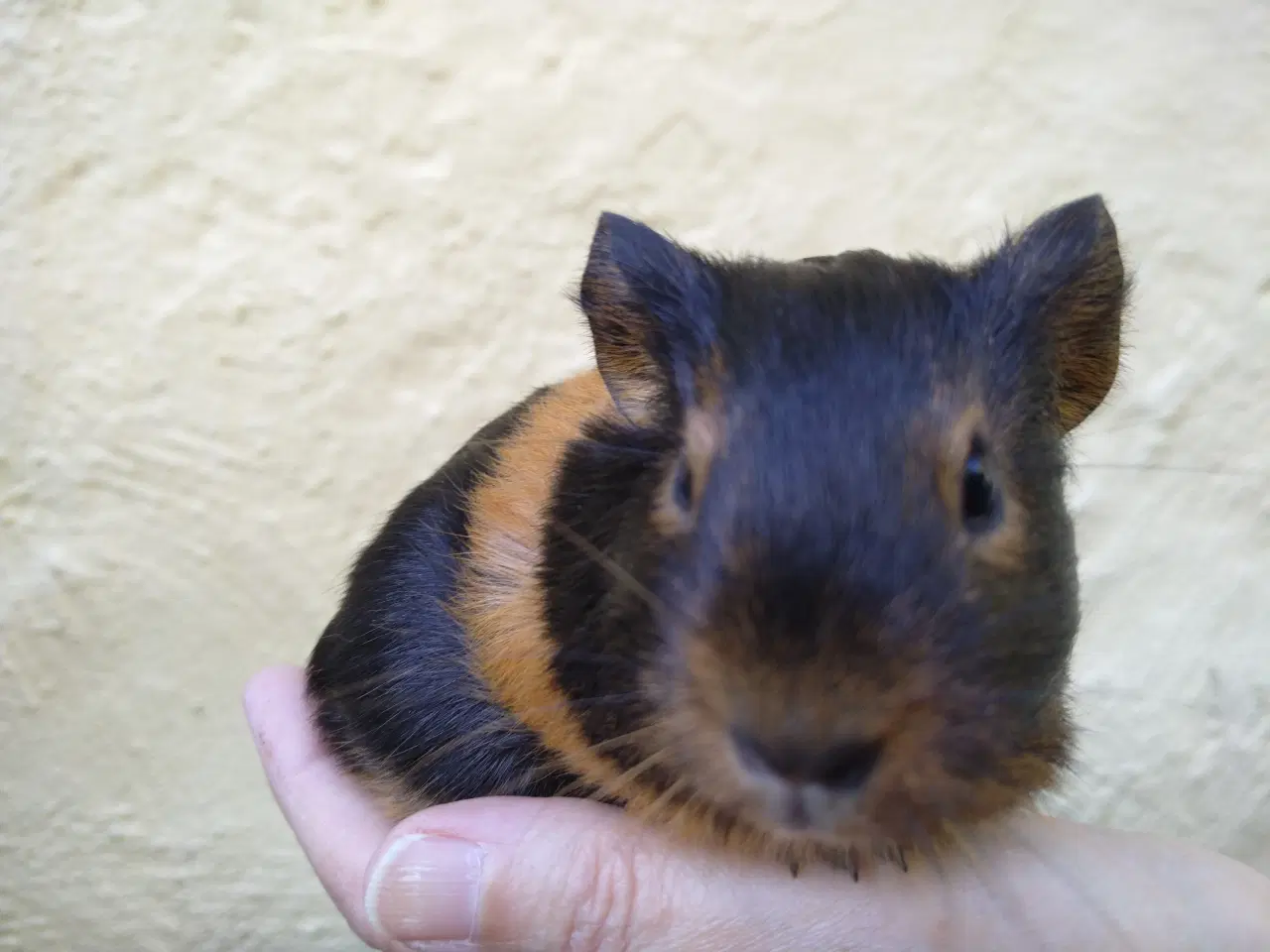 Billede 4 - 2 søstre i et køb