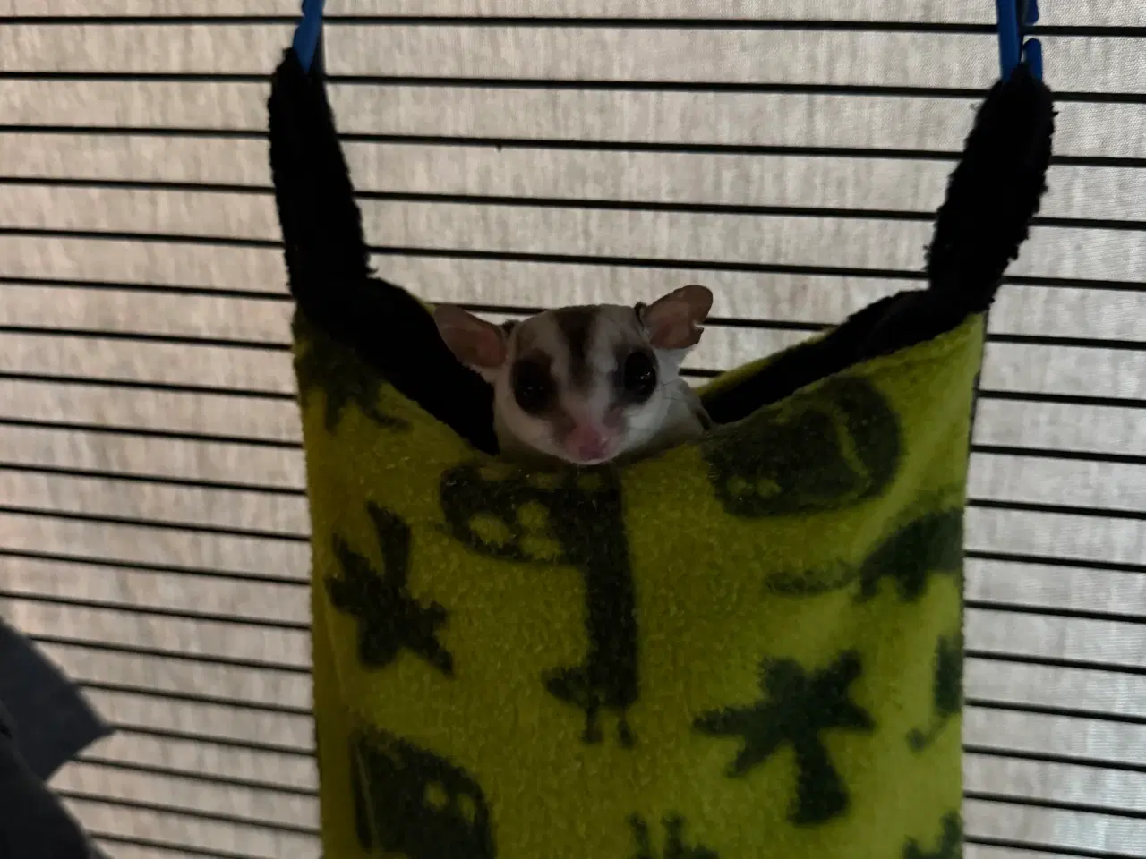Billede 3 - Sugar glider + bur sælges
