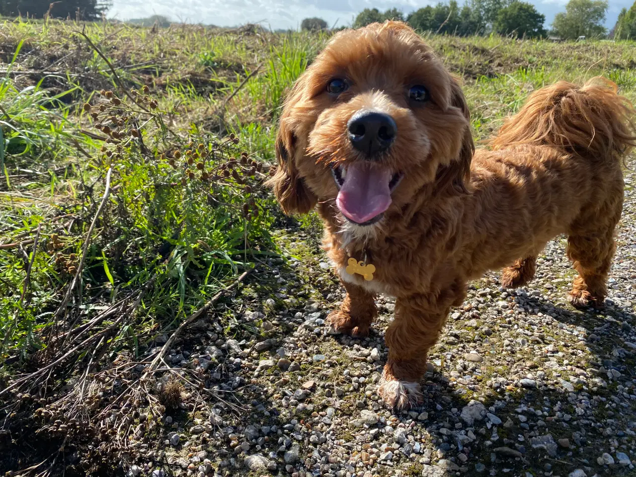 Billede 1 - Avlstjeneste Bichon Havanais