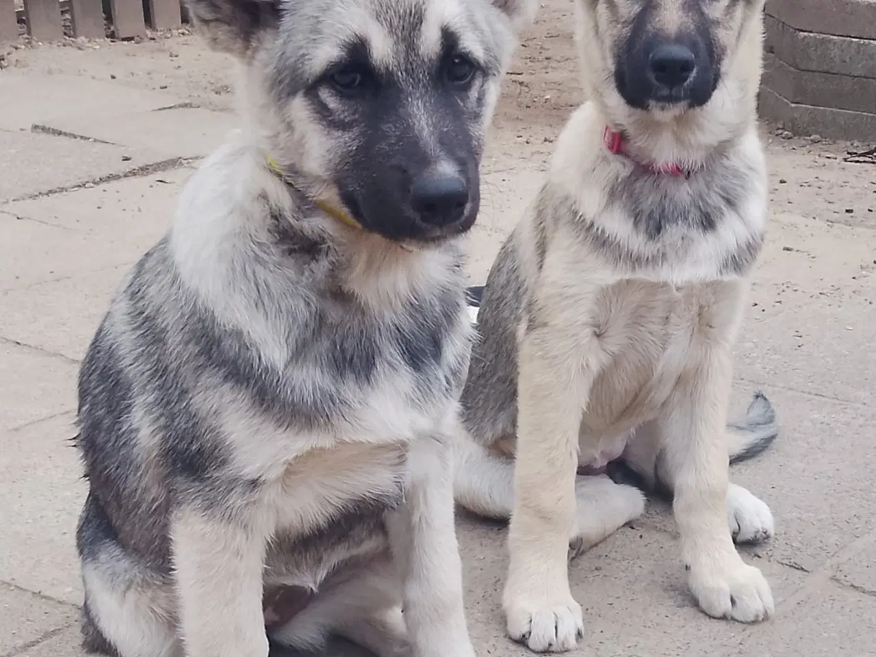Billede 3 - Husky blandinger 