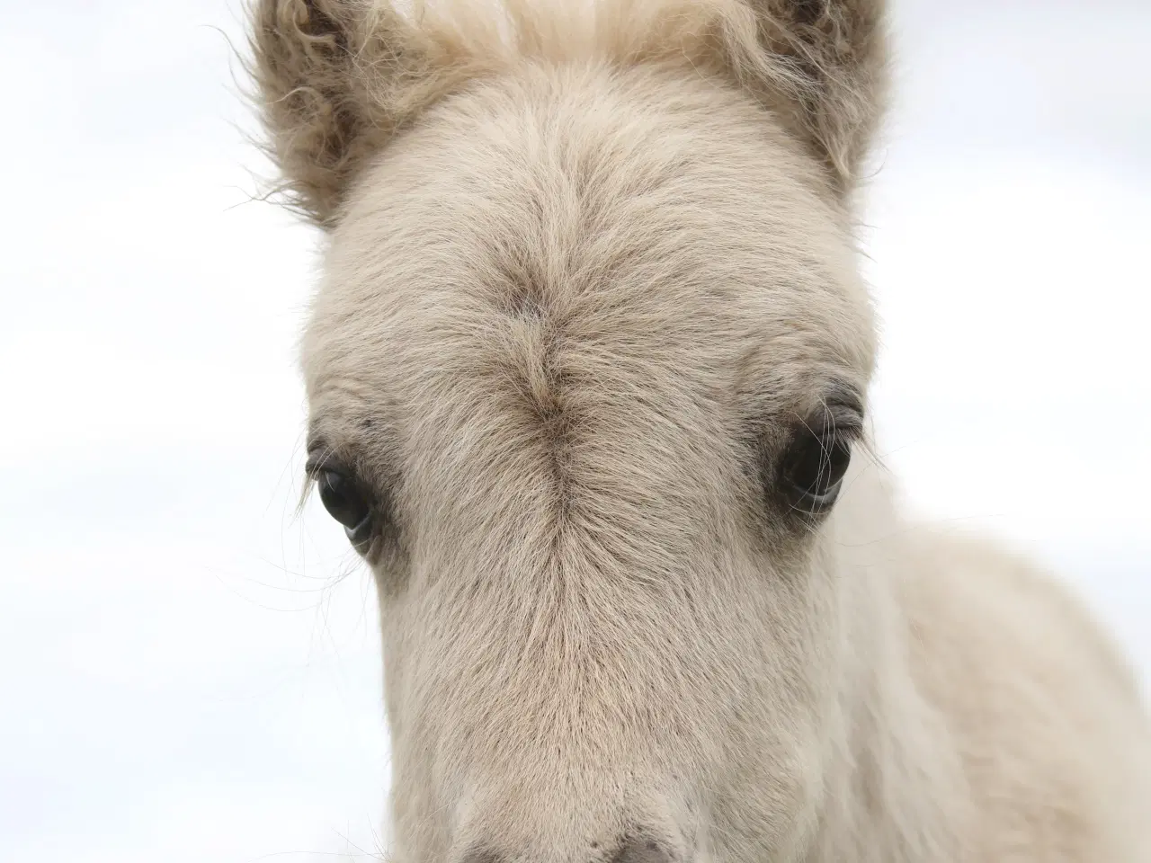 Billede 1 - charmerende mushroom dun hingst på 2 år.