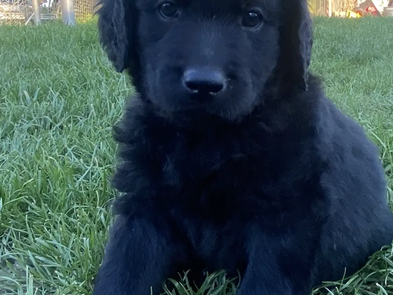 Billede 4 - Doodle hvalpe søger nye hjem🐾🐾