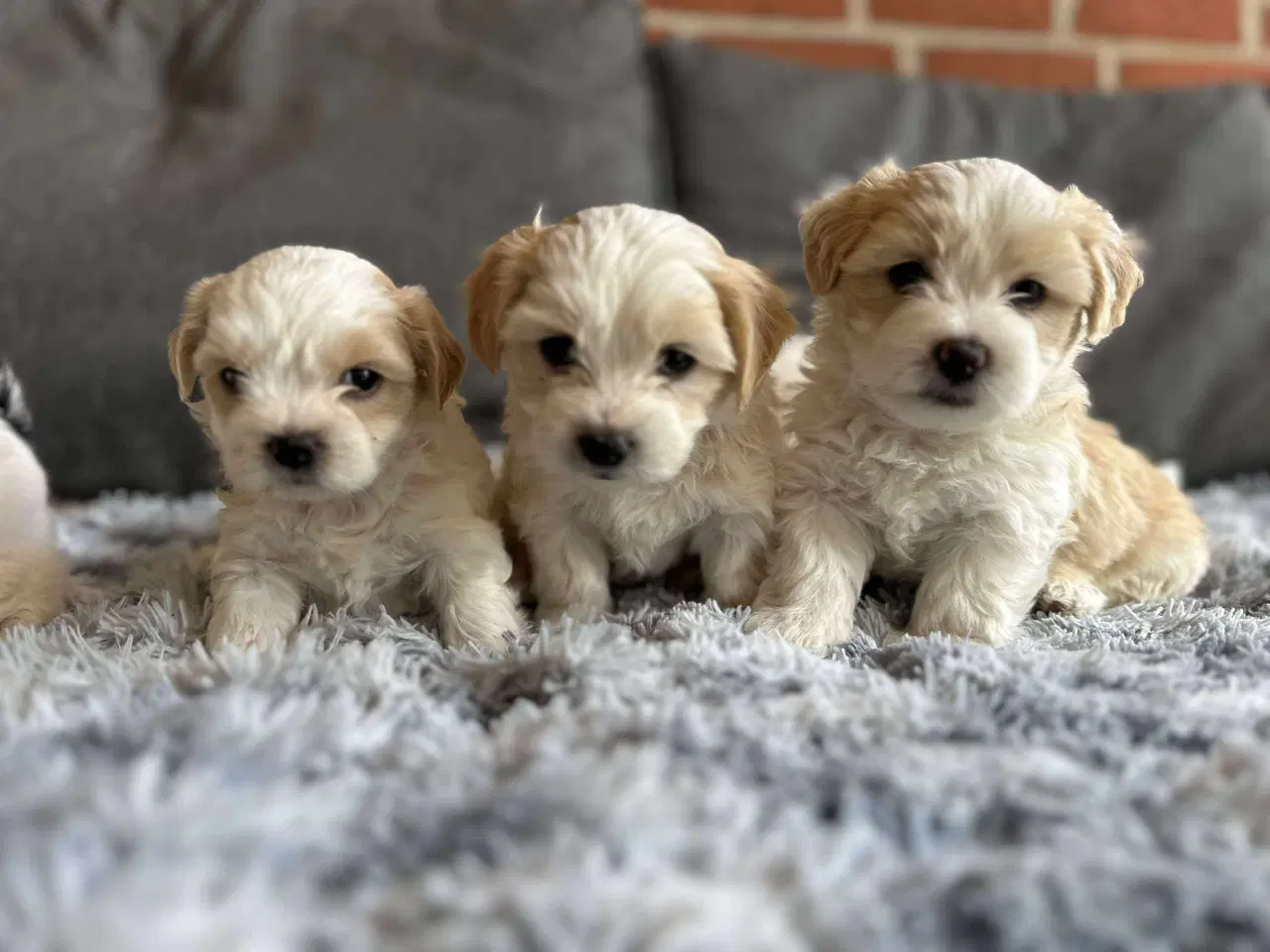 Billede 7 - Bichon Havanais