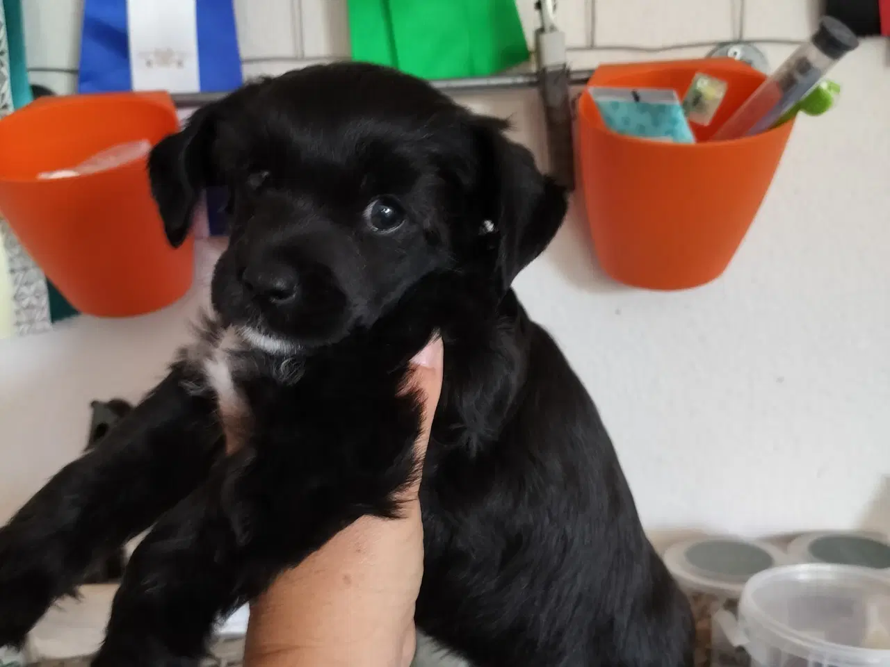 Billede 5 - Chinese crested/powder puff drenge med DKK stambog