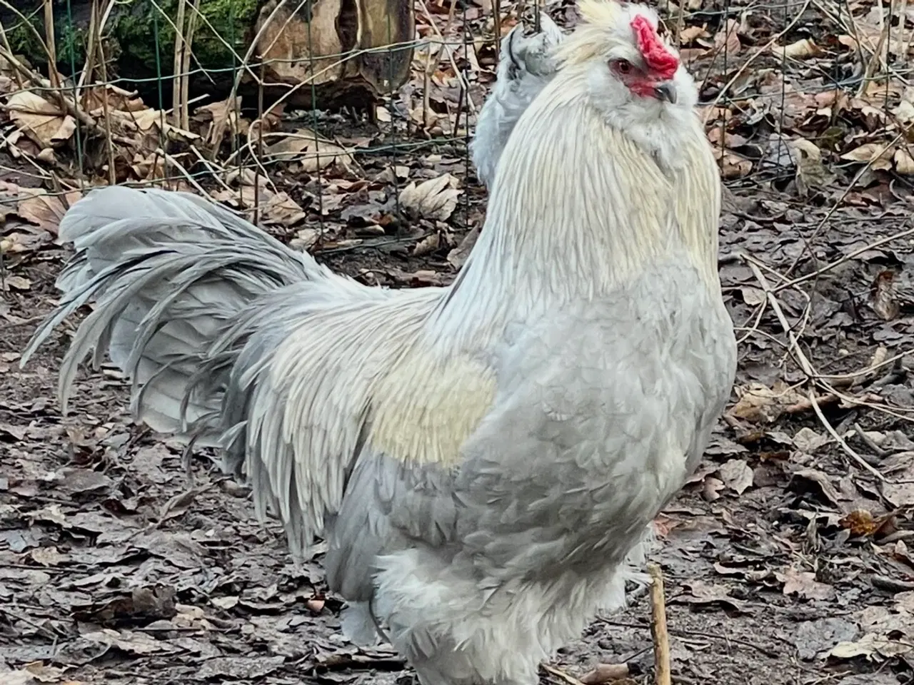 Billede 13 - Engelsk Araucana hønekyllinger 